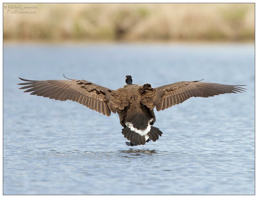 Canada Goose