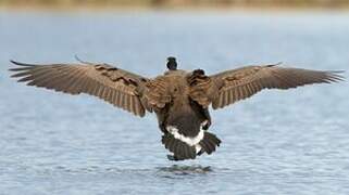 Canada Goose