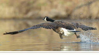 Canada Goose