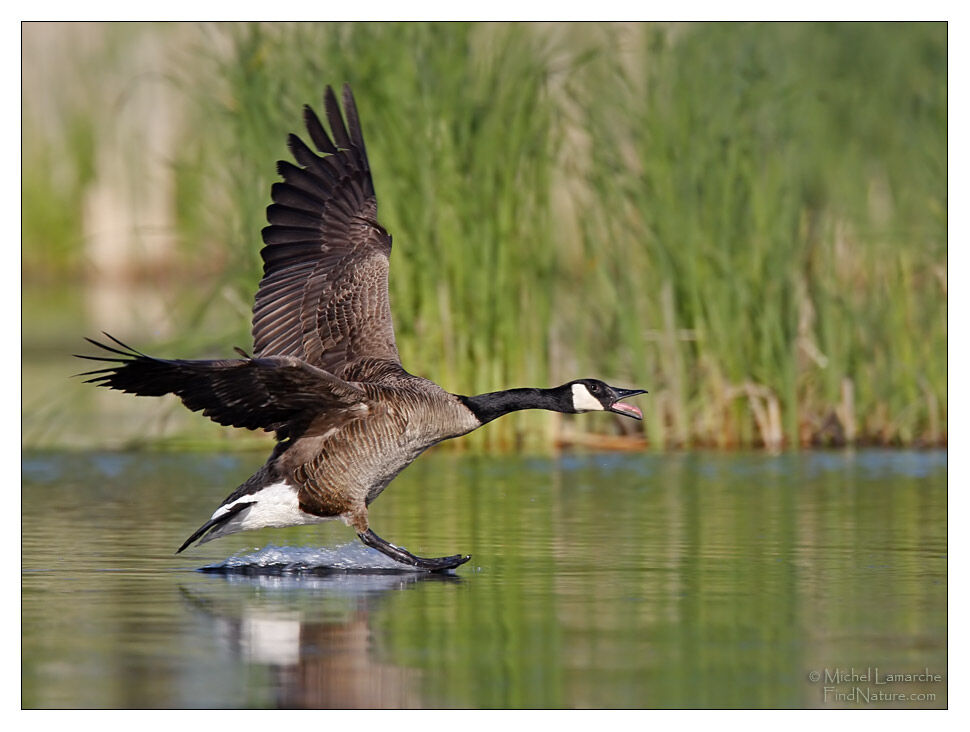 Canada Goose