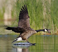 Canada Goose