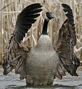 Canada Goose