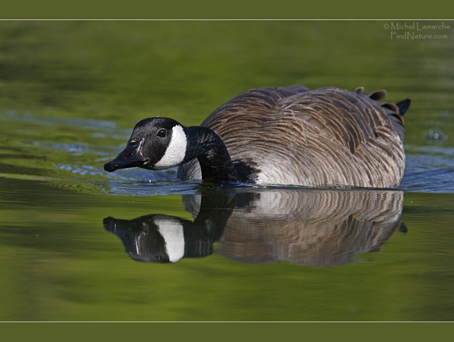 Canada Gooseadult