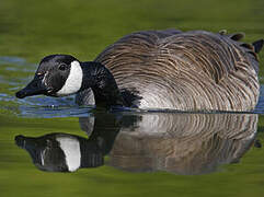 Canada Goose