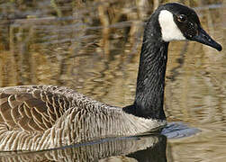 Canada Goose