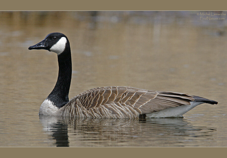 Canada Goose