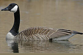 Canada Goose