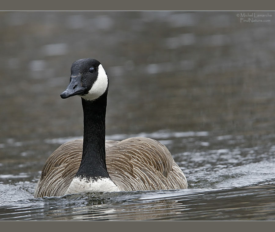 Canada Goose