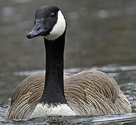 Canada Goose