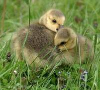 Canada Goose