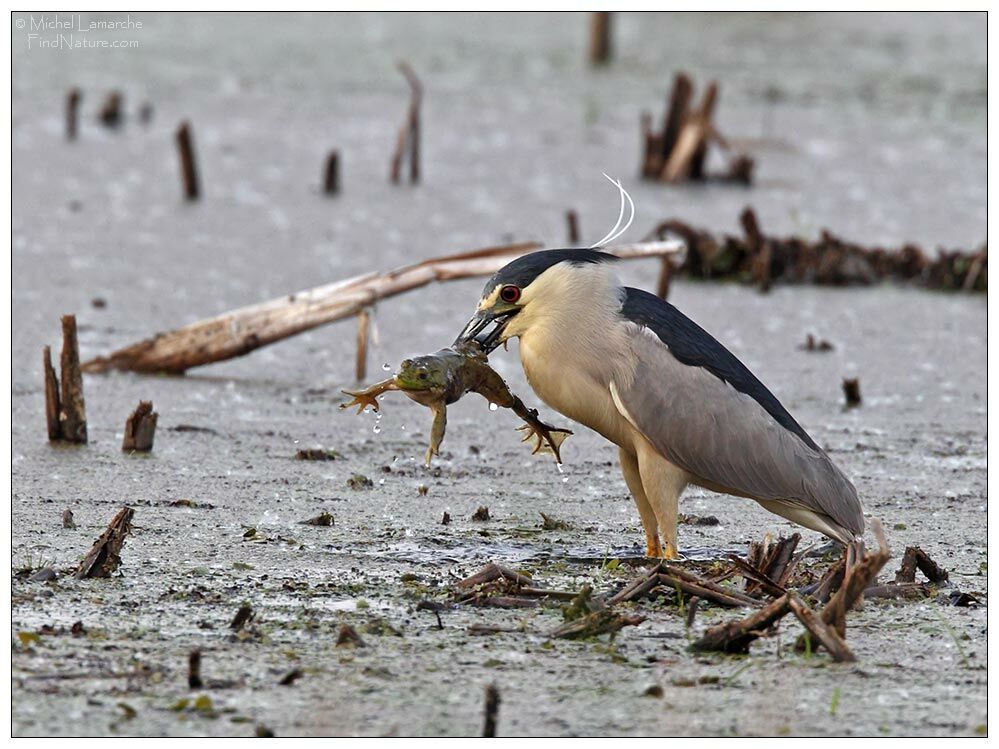 Black-crowned Night Heron