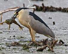 Black-crowned Night Heron