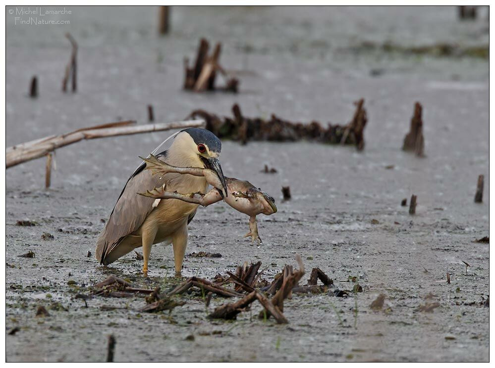 Black-crowned Night Heron