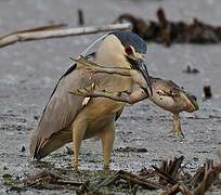 Black-crowned Night Heron