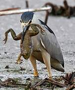 Black-crowned Night Heron