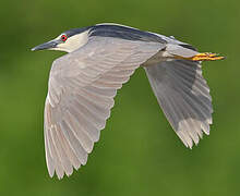 Black-crowned Night Heron