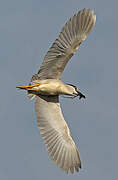 Black-crowned Night Heron