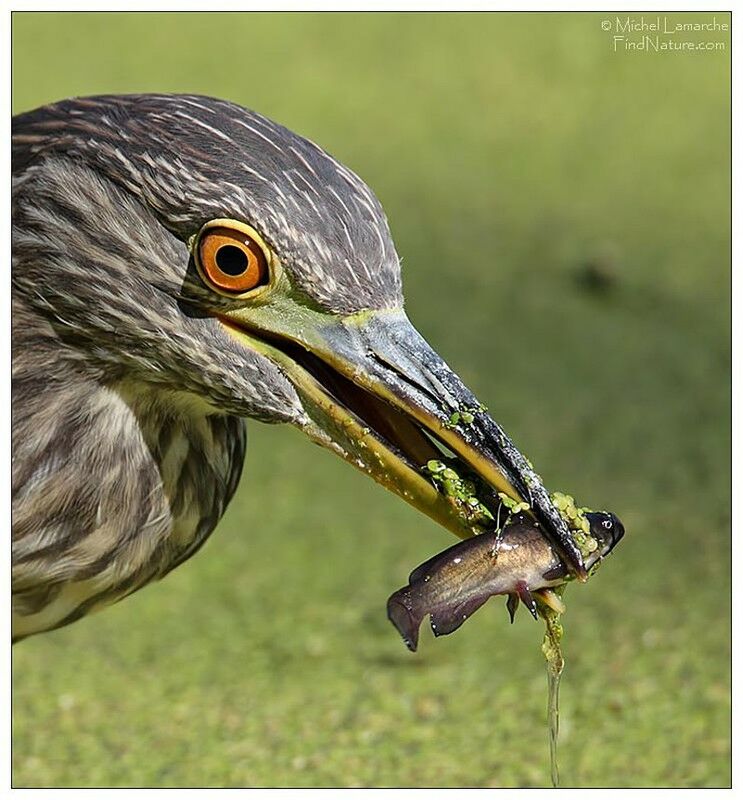 Black-crowned Night Heron