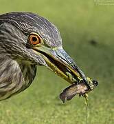 Black-crowned Night Heron