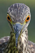 Black-crowned Night Heron