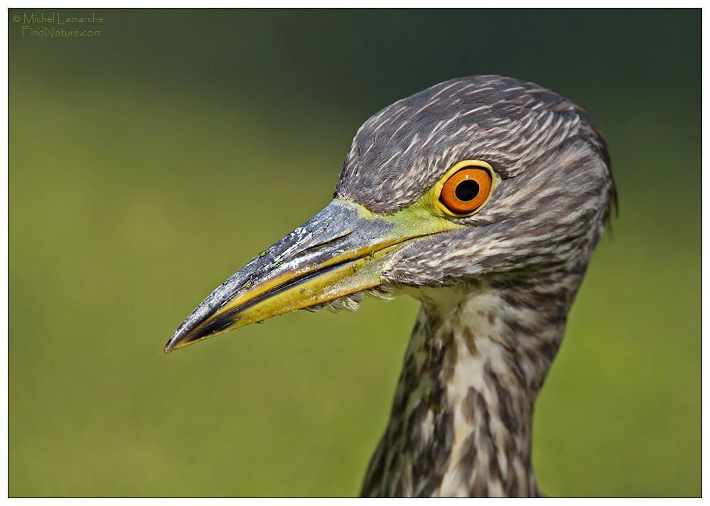 Black-crowned Night Heronimmature