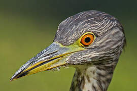 Black-crowned Night Heron