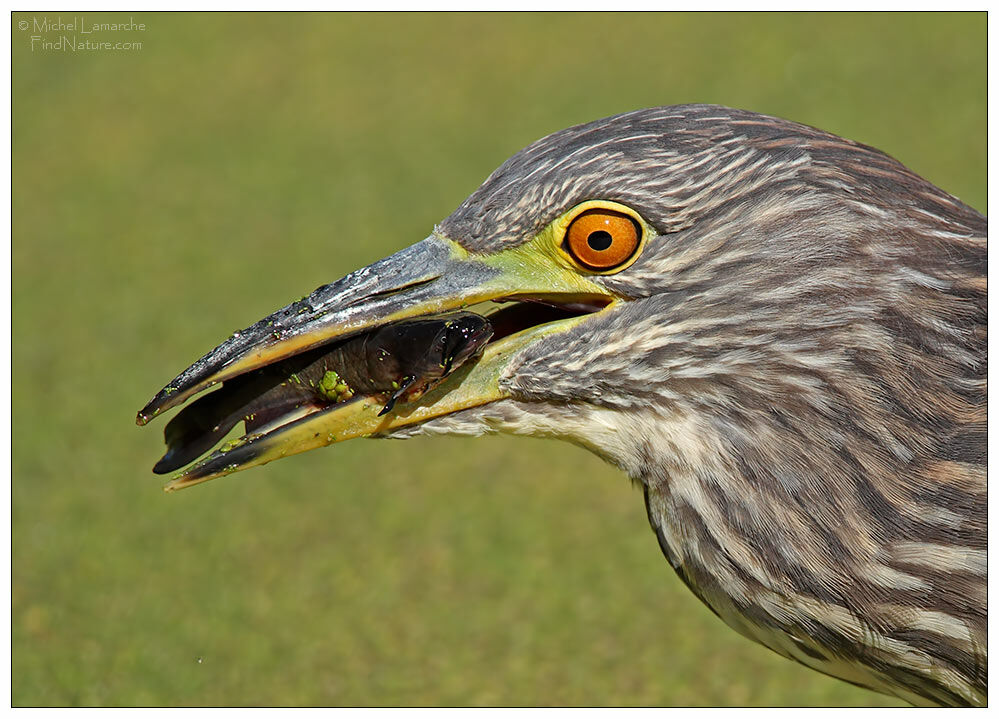 Black-crowned Night Heron