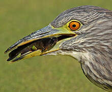 Black-crowned Night Heron