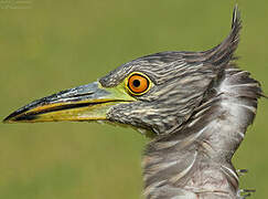 Black-crowned Night Heron