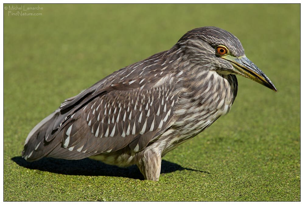 Black-crowned Night Heronimmature