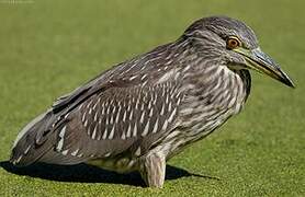 Black-crowned Night Heron