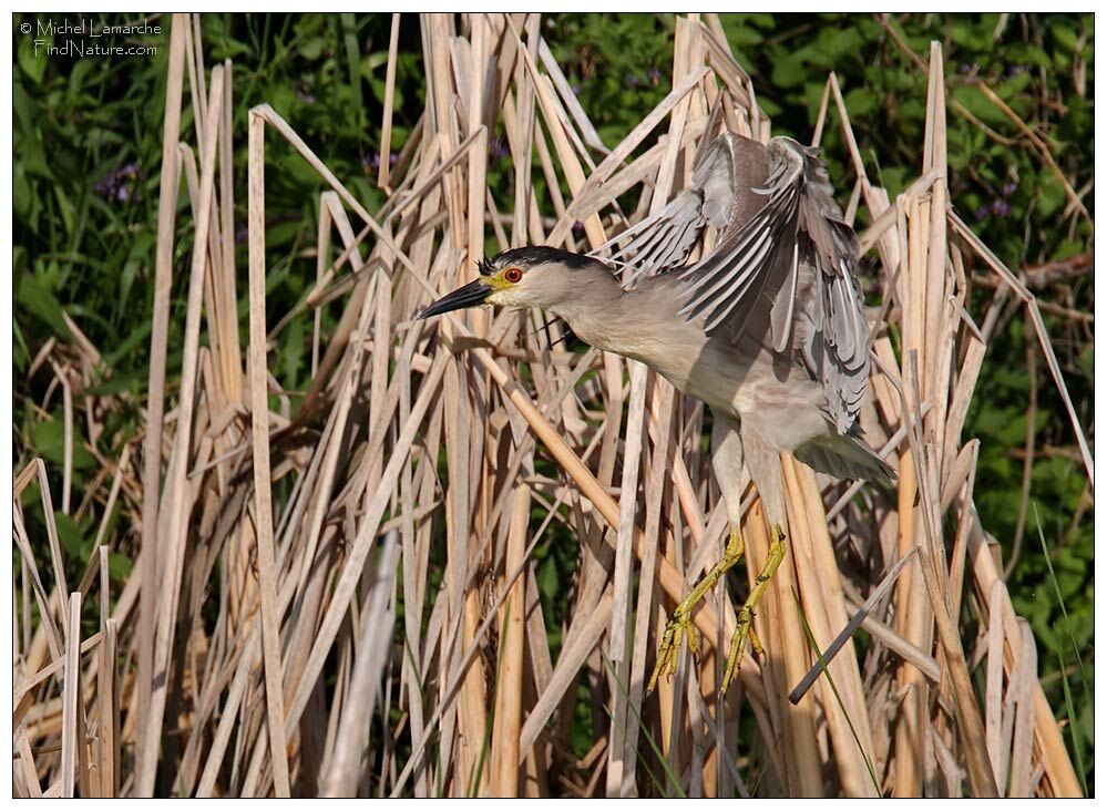 Black-crowned Night Heronadult