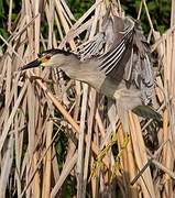 Black-crowned Night Heron