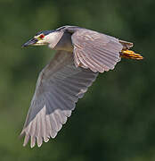 Black-crowned Night Heron