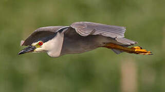 Black-crowned Night Heron