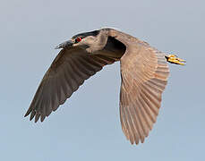 Black-crowned Night Heron