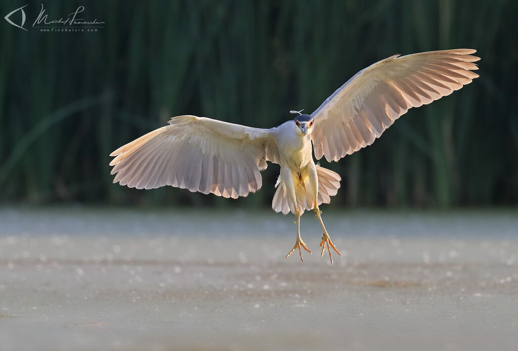 Black-crowned Night Heronadult, Flight