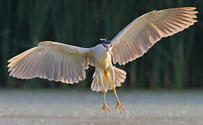 Black-crowned Night Heron