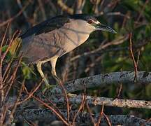 Black-crowned Night Heron