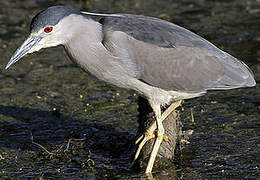 Black-crowned Night Heron