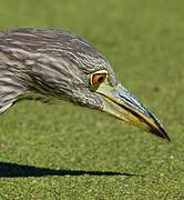 Black-crowned Night Heron