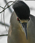 Black-crowned Night Heron