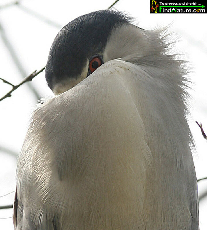 Black-crowned Night Heronadult