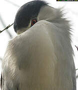 Black-crowned Night Heron