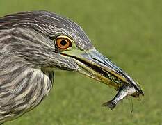 Black-crowned Night Heron