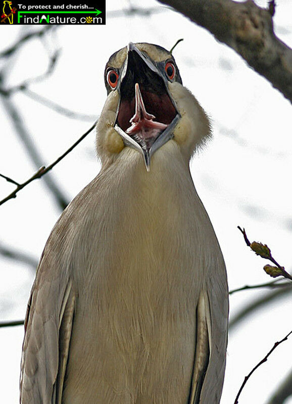 Black-crowned Night Heronadult