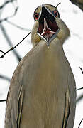 Black-crowned Night Heron