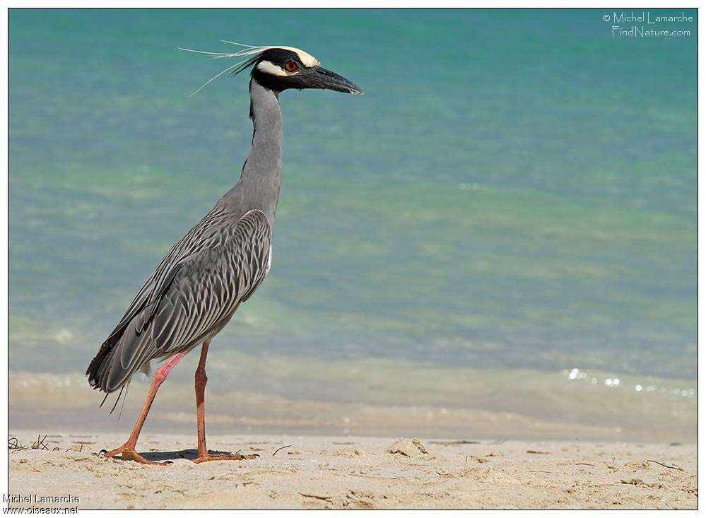 Yellow-crowned Night Heronadult breeding, identification