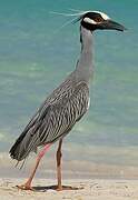 Yellow-crowned Night Heron