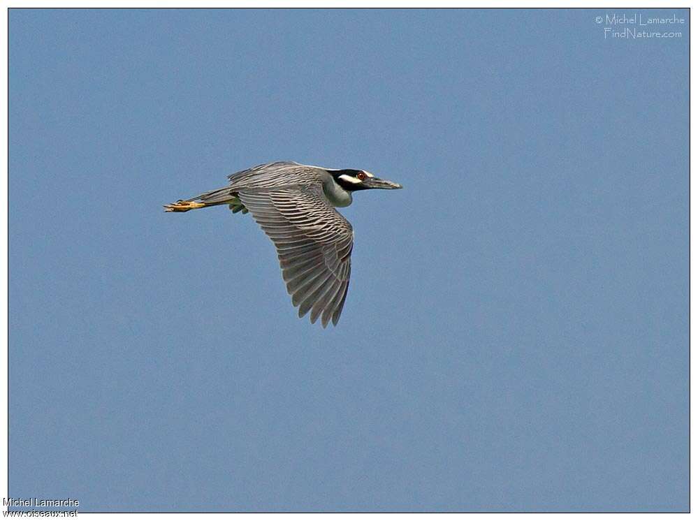 Yellow-crowned Night Heronadult, Flight